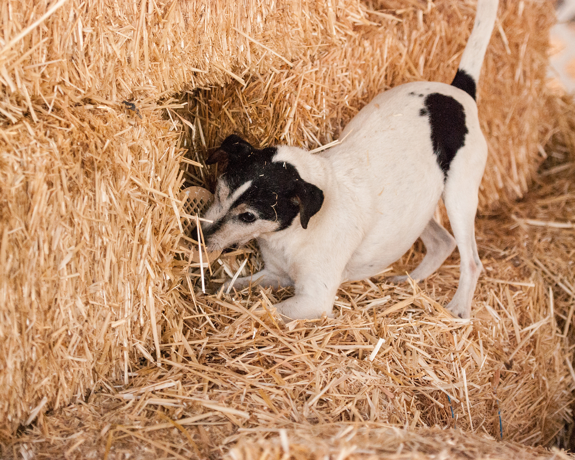 Barn Hunt – Revolution Dog Sports