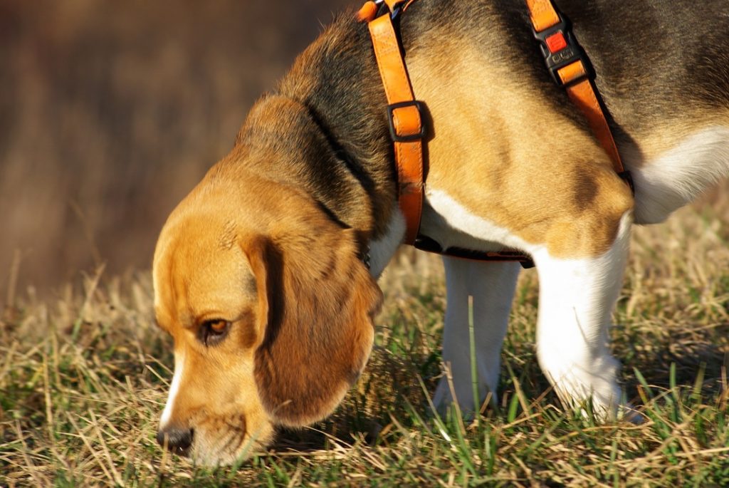 how does a dog track a scent